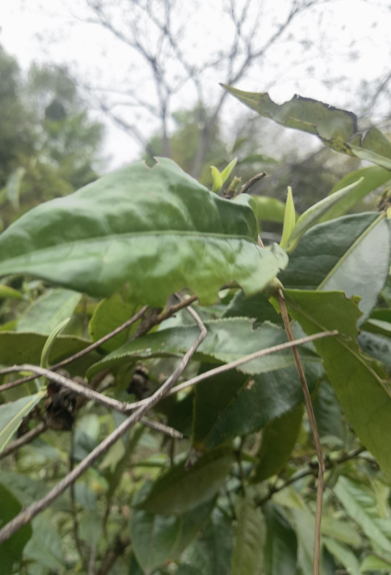 绿意盎然的枝叶，生机勃勃的自然之美。这就是一杯茶和故事的来由。🌿🌿🌿春茶