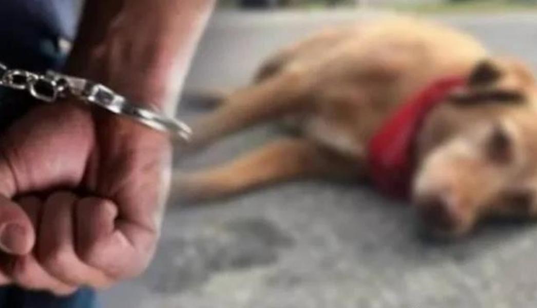 印度数名男子轮奸流浪狗，流浪狗已被送医检查。印度媒体《印度教徒报》11月3