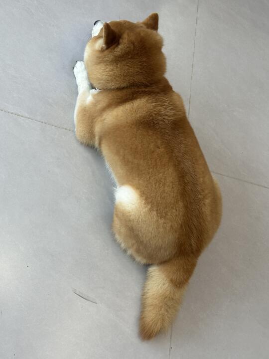 背影……