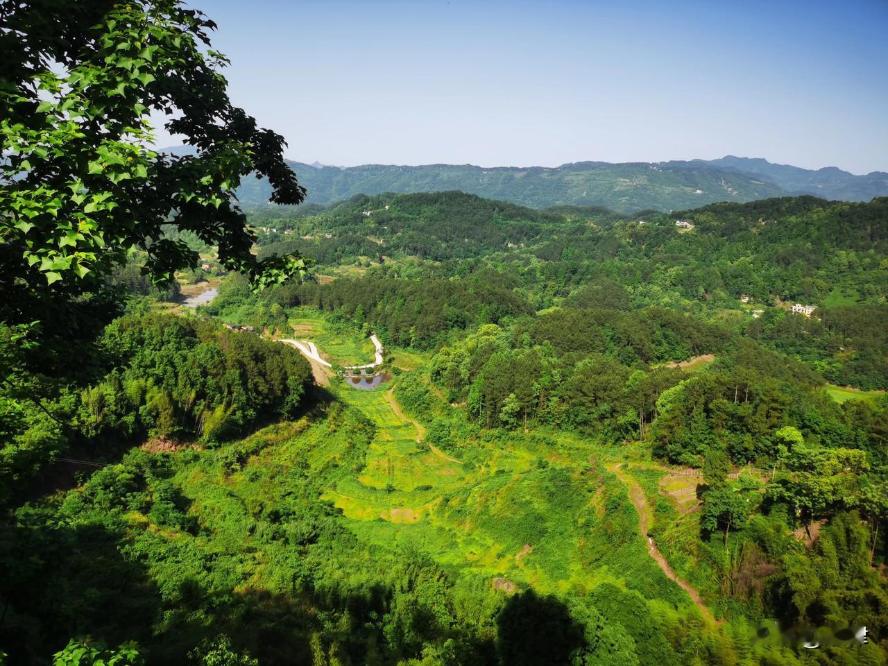 实考神仙岩悬崖下60种绿植巴廉寺的海拔范围在600米至700米之间。巴廉寺位于