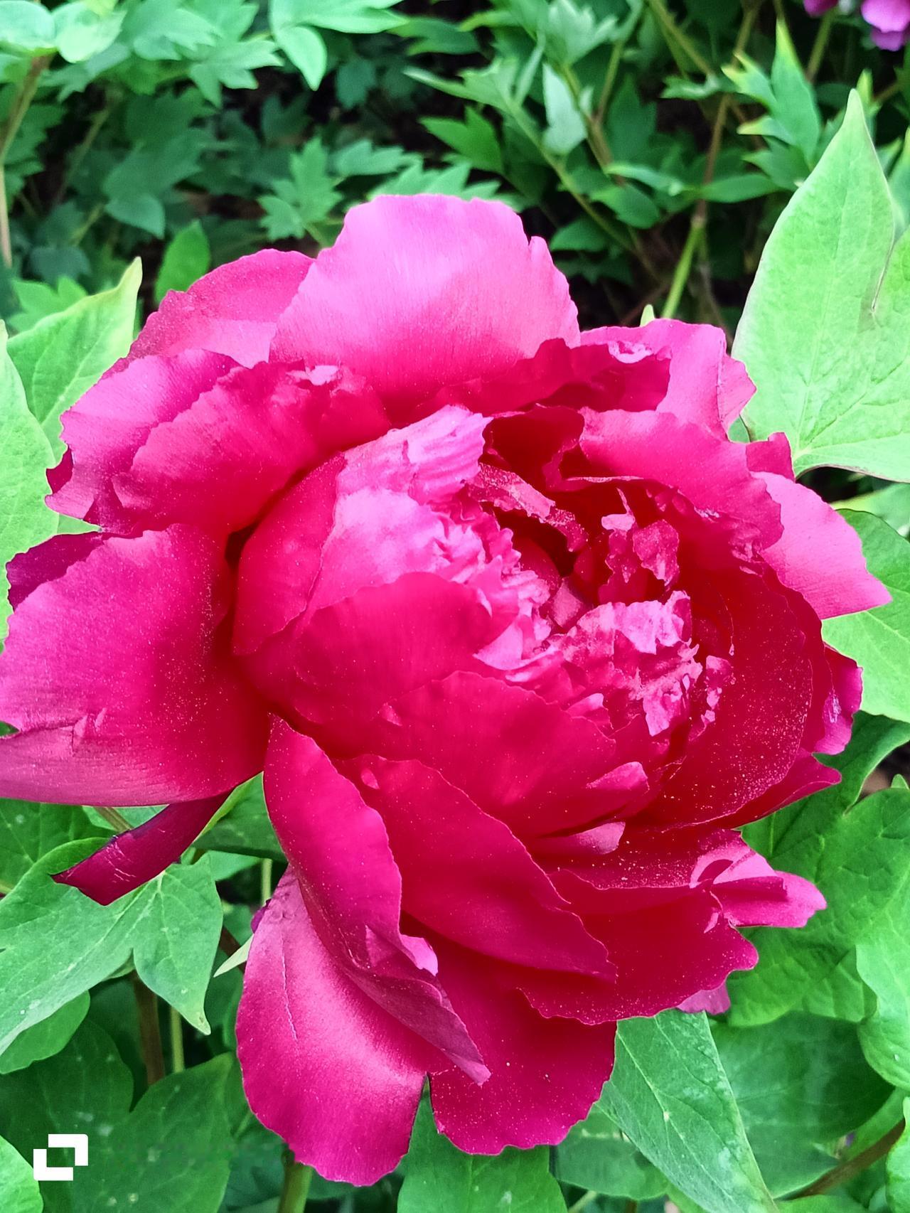 百姓观察：4月1日起，北京各大市属景区破天荒面向全国六十周岁以上老人免费游览。