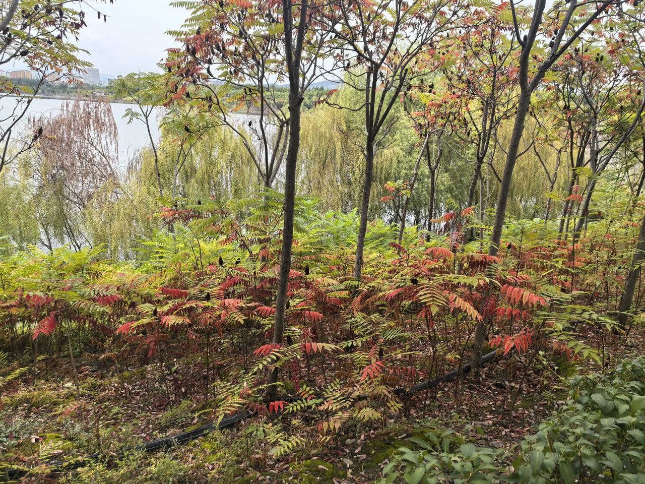 开电车出去没有电了，也找不到充电的地方怎么办？比如在新疆、西藏这样地广人稀的地方