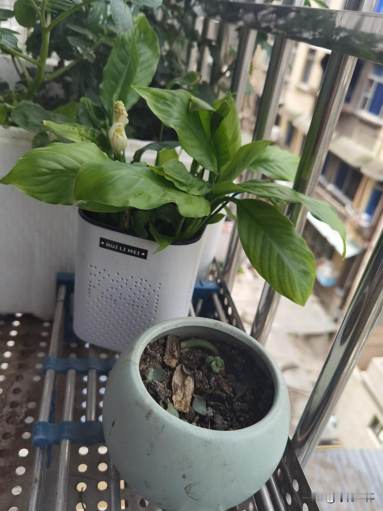 王花花住的是高层电梯房，十六楼，有几次她喝酒喝到差不多时，还想再喝第二场时，我和