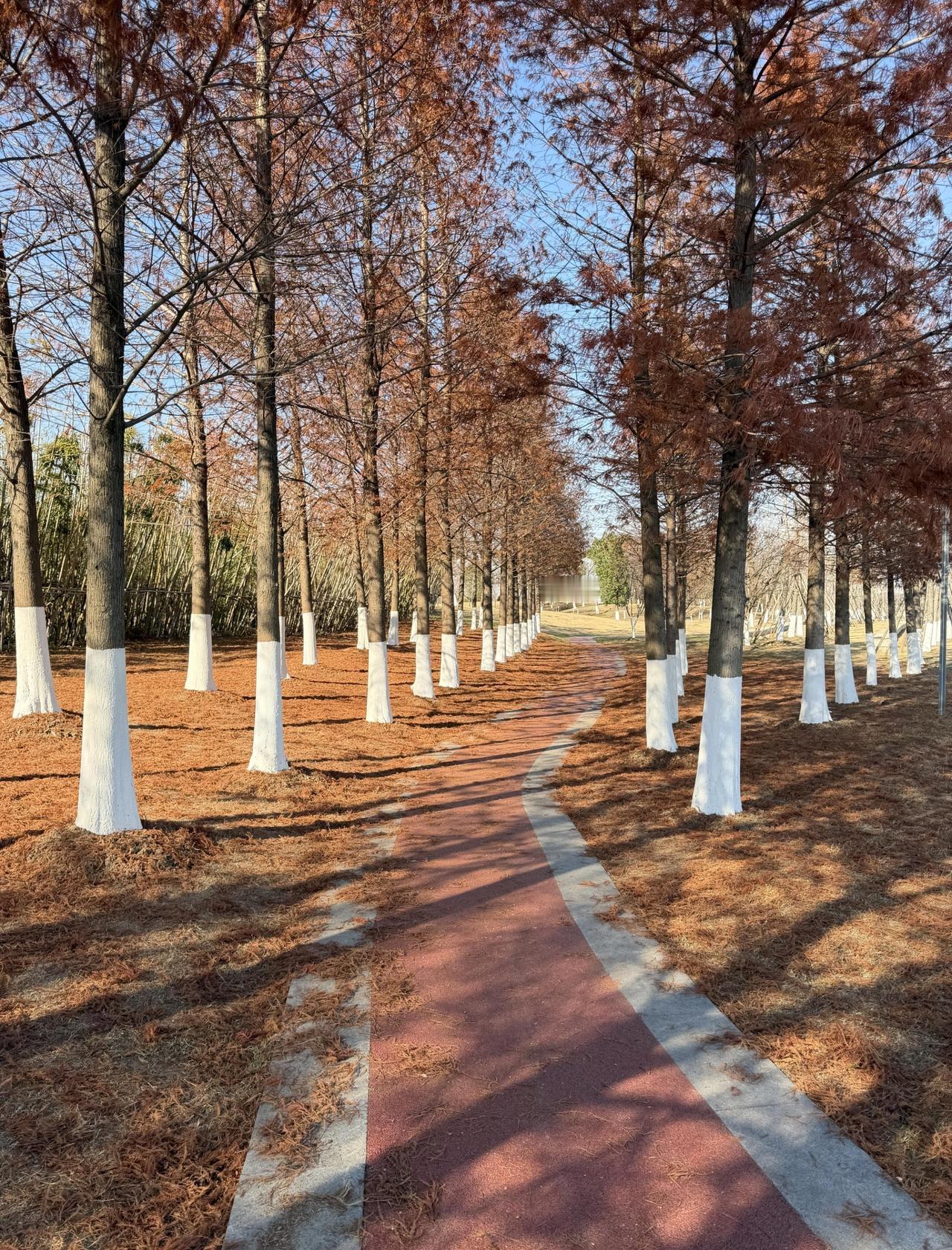 南京江宁|上秦淮生态湿地公园📍南京大众严选出片点轻量散步线（1.5小时