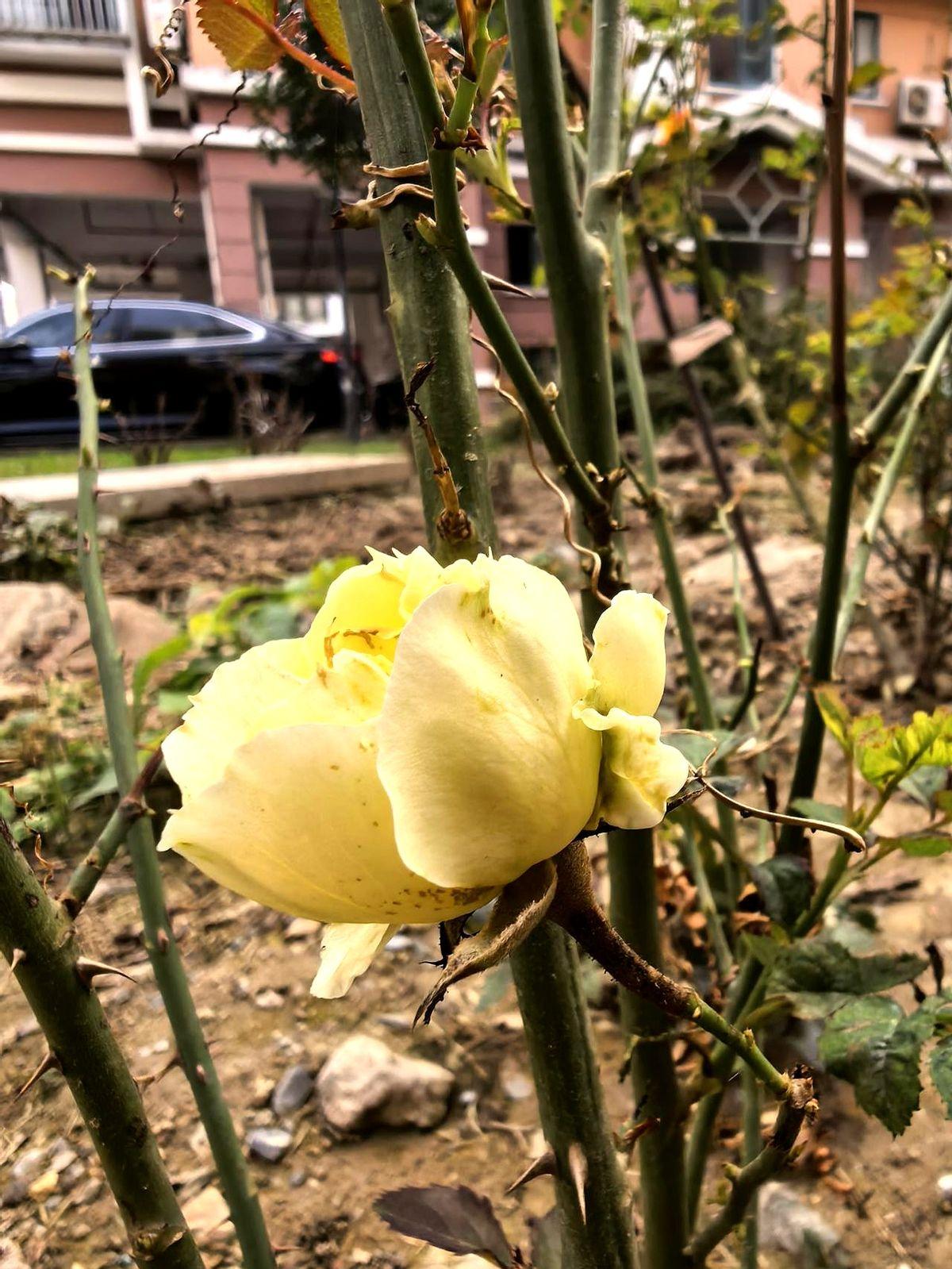 对面邻居女主人妈妈在老家被车撞了，直接进了ICU。那老太太在ICU里待了一个月