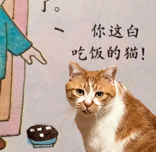 这也太适合橘猫了