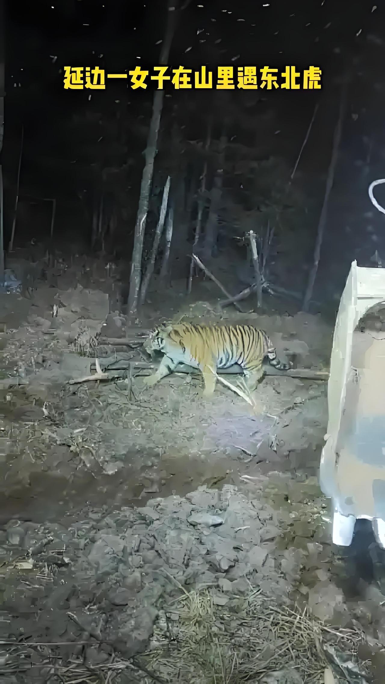 东北式遇虎名场面：你瞅啥？瞅你咋