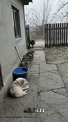 太神奇了，野猪进院，大狗狗吓的原地直转圈，小猫咪一出场，吓的野猪屁滚尿流，仓惶逃