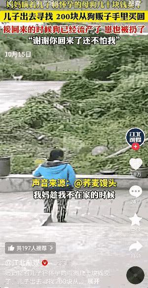 “泪目了！”湖北，一妈妈瞒着儿子卖掉了家里怀孕快生的母狗。儿子知道后，花了42小