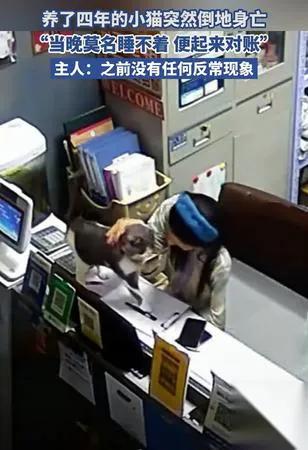 泪崩！猫咪临终前做了这件事平时拆家的它突然变了…有网友分享，自家猫咪在生