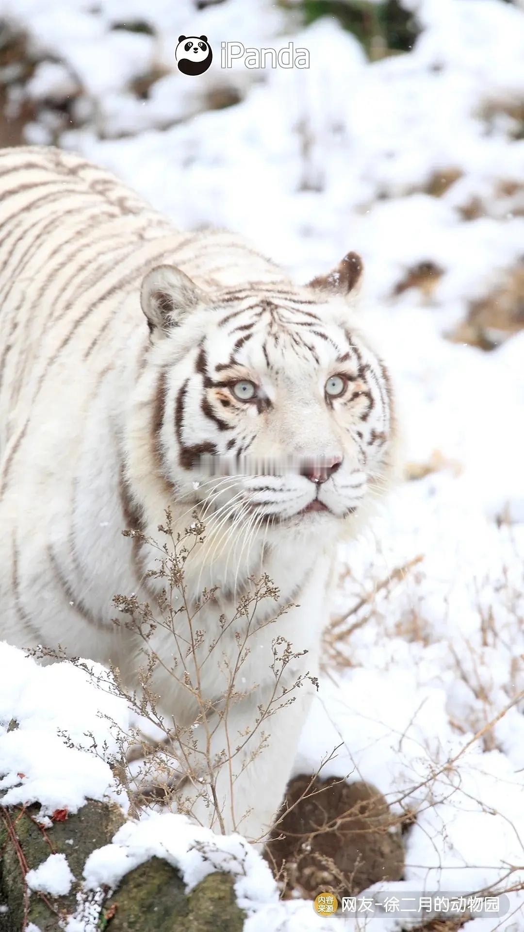 被青岛动物园一只有点“孬”的可爱白虎萌到了！！