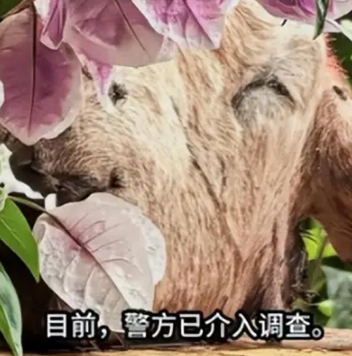 太瘆人了，辽宁大连，一名81岁独居老人清晨在家中遭遇惊魂一幕，早起推开窗户，