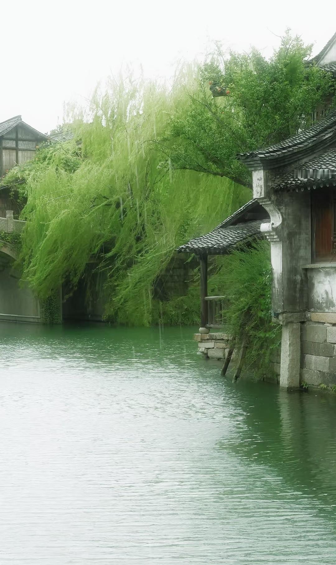 “一帘秋细雨，万缕柳丝寒…”丨摄：空山Petrichor