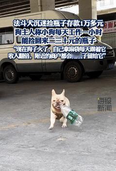 “旺财”具象化了！广东广州，一法斗犬沉迷捡瓶子，一天要出门三次，5年赚到了1万多
