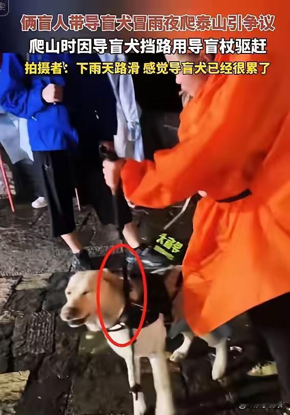 必须给导盲犬基地点个大赞！回应快、决策硬，直接把狗收回来，太解气了！我自