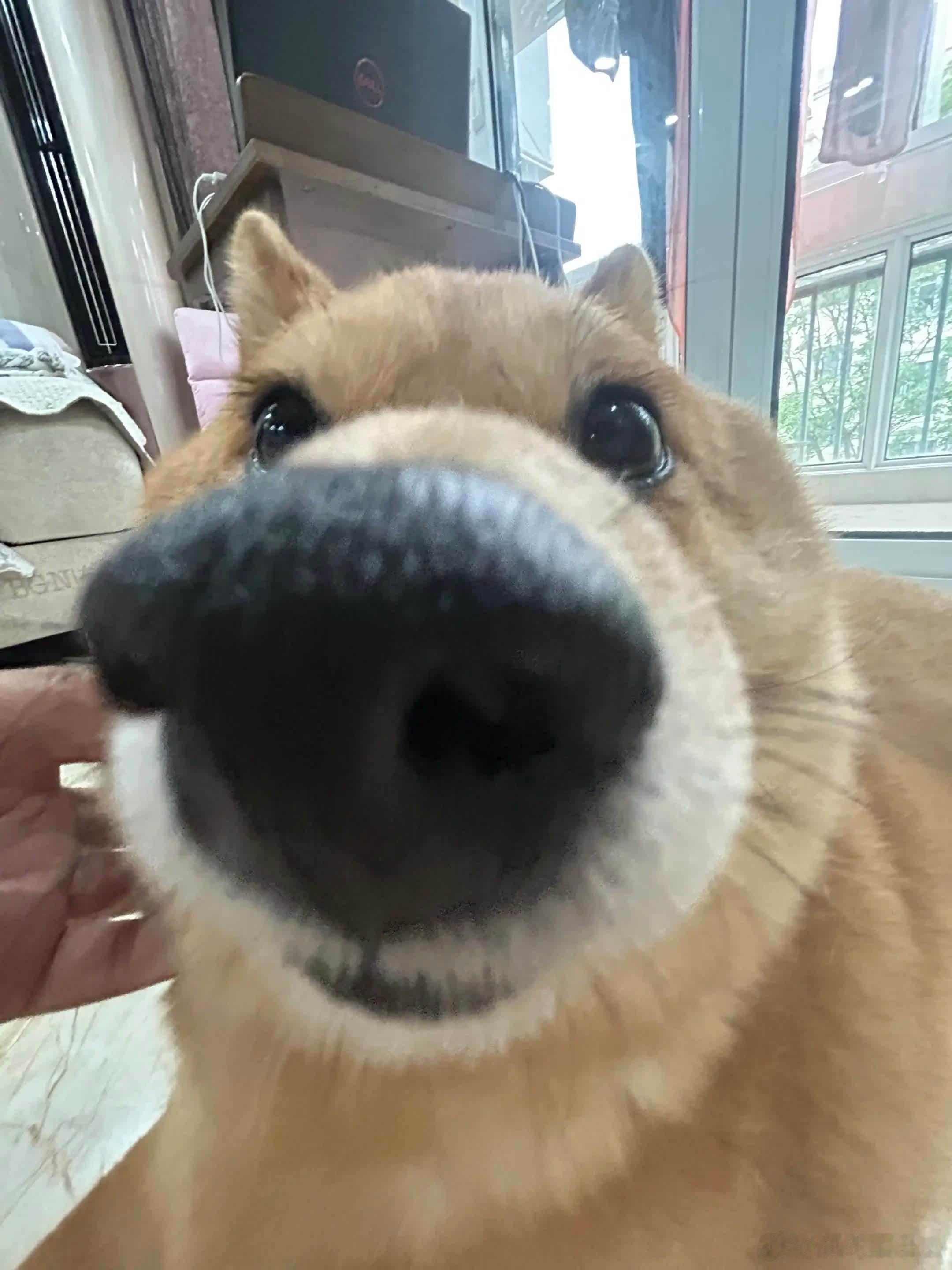 毕竟我这种萌物可是手慢无啊。萌宠宠物