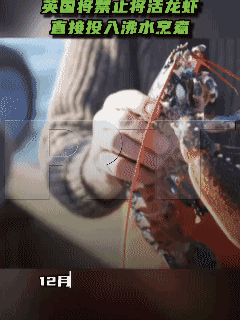 经过实验证明，十足类甲壳动物在被活煮的时候有痛感，今天，终于将获得它们应得的法律