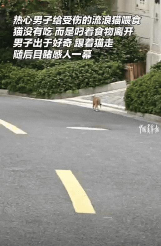 母爱不分物种！浙江杭州，热心男子给受伤流浪猫喂食，结果猫没有吃，而是叼着食物离开