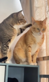 大狸花：兄弟，你好香～