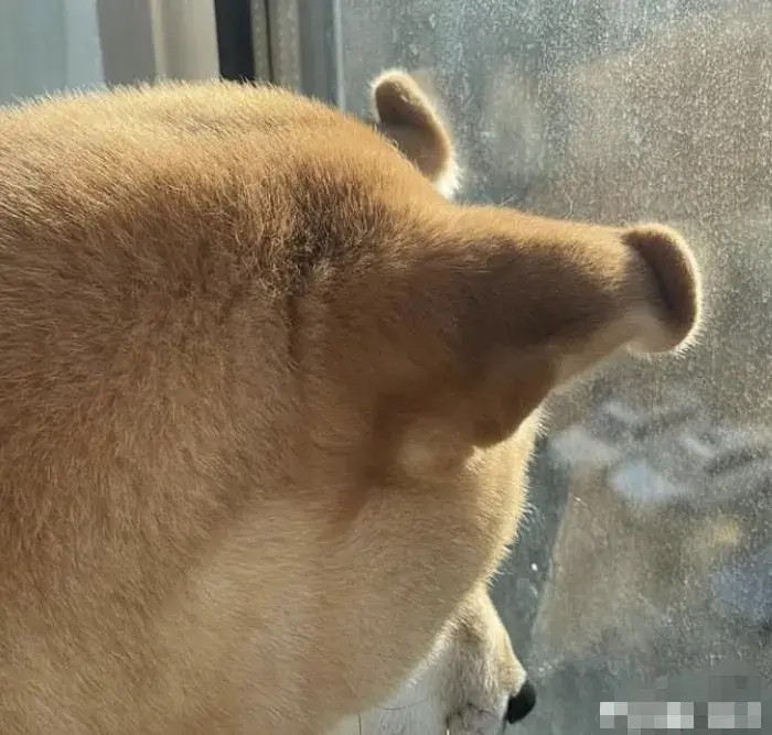 世界第一可爱的玻璃咚！