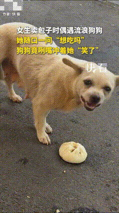太感动了！河南洛阳，一女生卖包子时偶遇流浪狗狗，随口一句“你想吃吗？”不料狗狗竟