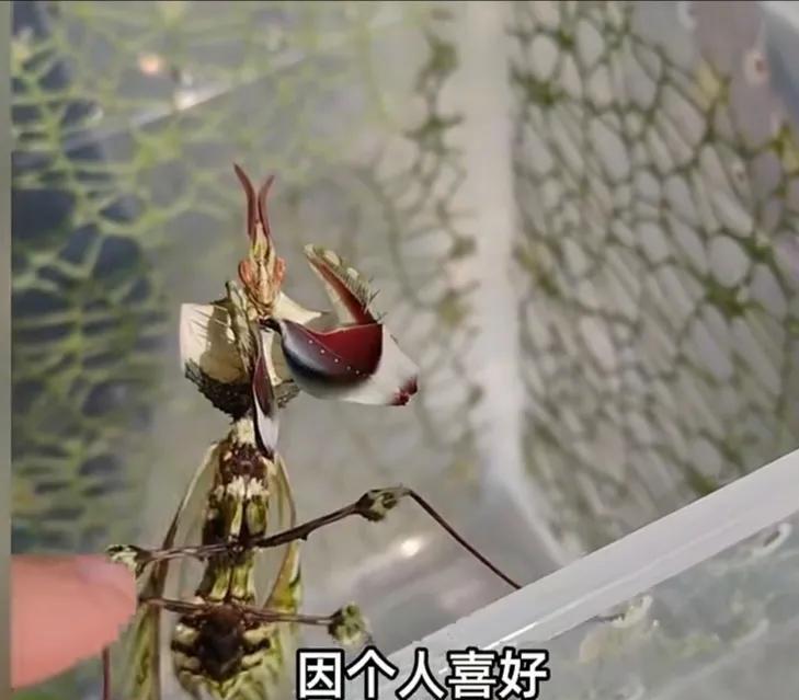 杭州一小区的住户发现自家门口的有类似蟑螂似的昆虫，这位户主以为是蟑螂，拿着杀虫剂
