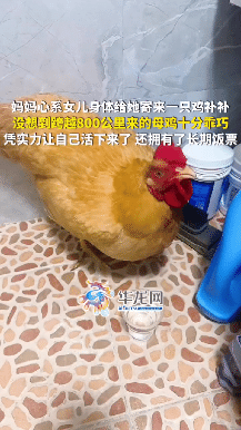 “笑不活了！”广东一位妈妈心疼在湖北武汉打工的女儿，给她寄了一只鸡过去补补身体，