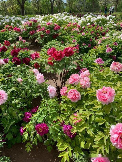 上联：蝴蝶舞处花枝俏，下联：牡丹开时春意浓。