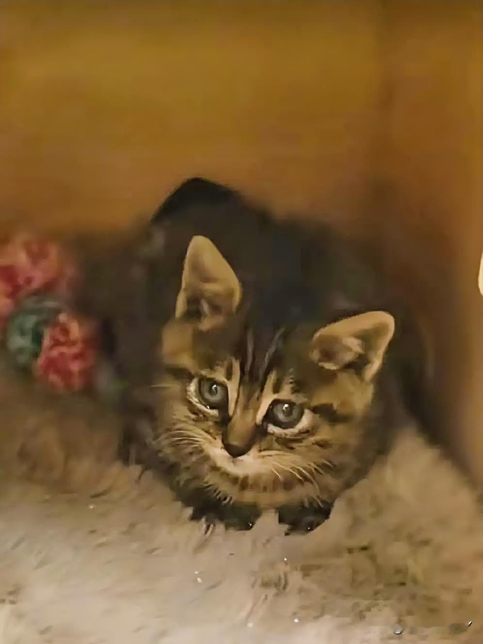 寒夜小奶猫的落叶告别：用稚嫩守护诠释万物有灵北京的一个冬日，李先生驾车赶路，