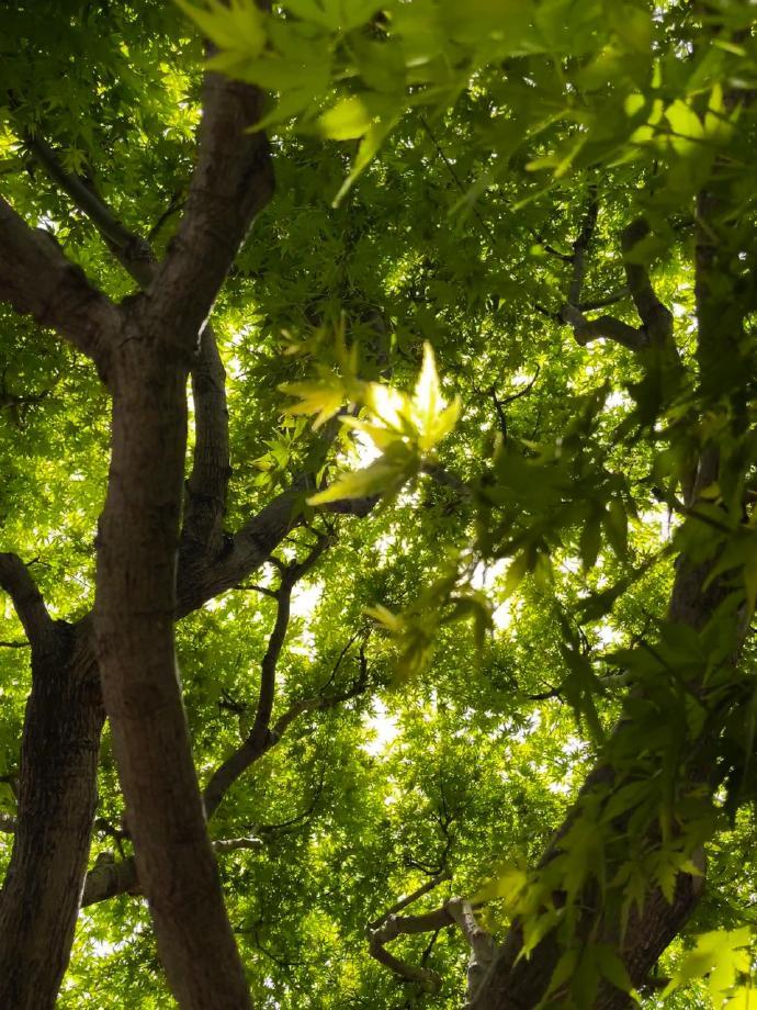 抬头仰望，书海无垠，你是我的知音！🌳📚