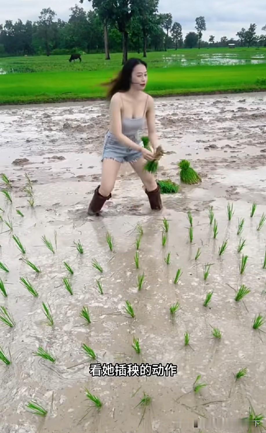 一看拿秧就知道从没下过田