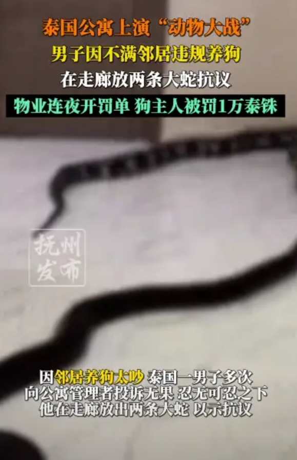 “太可怕了！”2025年5月，泰国，一男子因为嫌弃邻居养狗，投诉多次之后无人管，