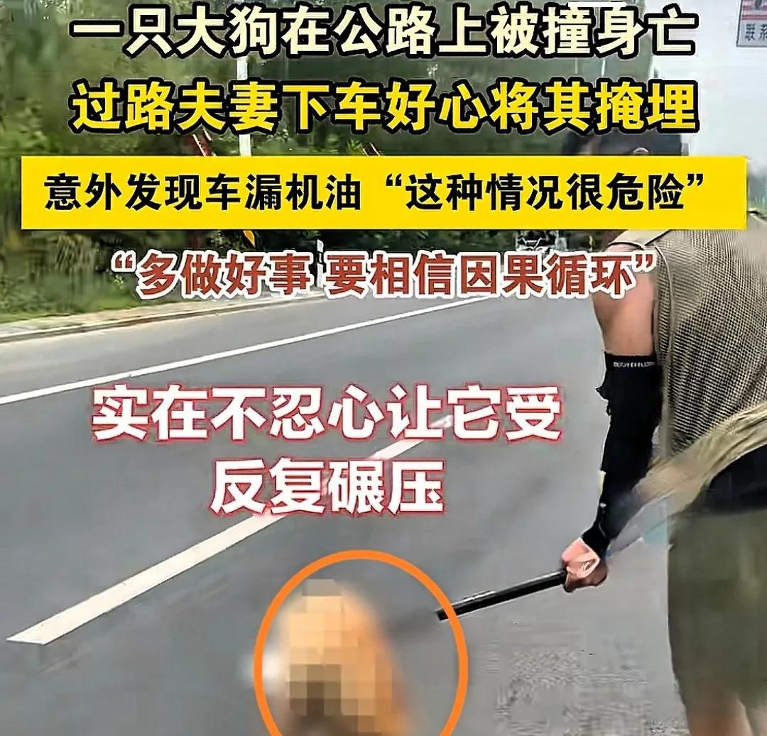 近日，刷到一则视频，有只狗狗估计被车撞死在路上了，一对夫妻开车路过，看它可怜，
