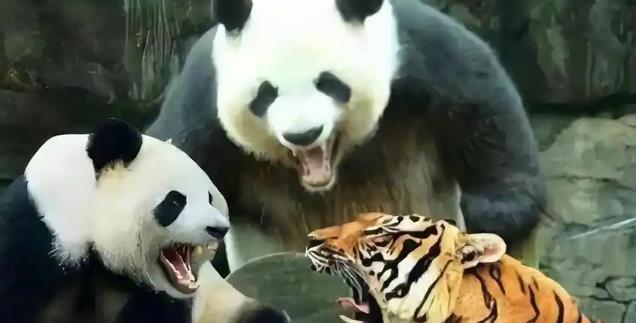 四川曾有老虎，为什么没吃大熊猫？护林员说：80%的人不知道，老虎就算“饿疯了”，