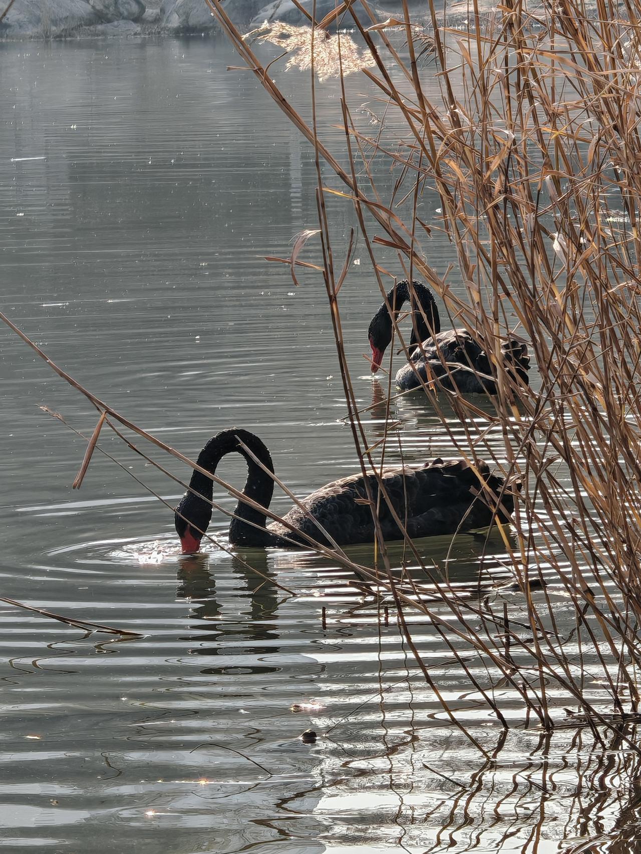湖畔静谧时光，黑天鹅悠然自得