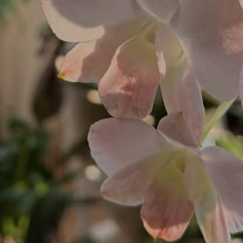 石斛兰的核心种植方法：1.栽培方式：1️⃣附生（模拟原生环境）：绑在树干、蛇木