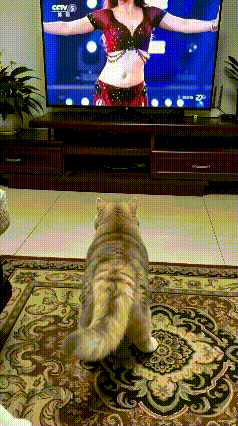 谁能想到，现在的猫咪居然精到这种地步，简直成了家里的小活宝。