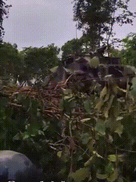 从泰国VT-4坦克兵的叙述来看，单车就发射了200多发炮弹，可以看到目前柬埔寨-