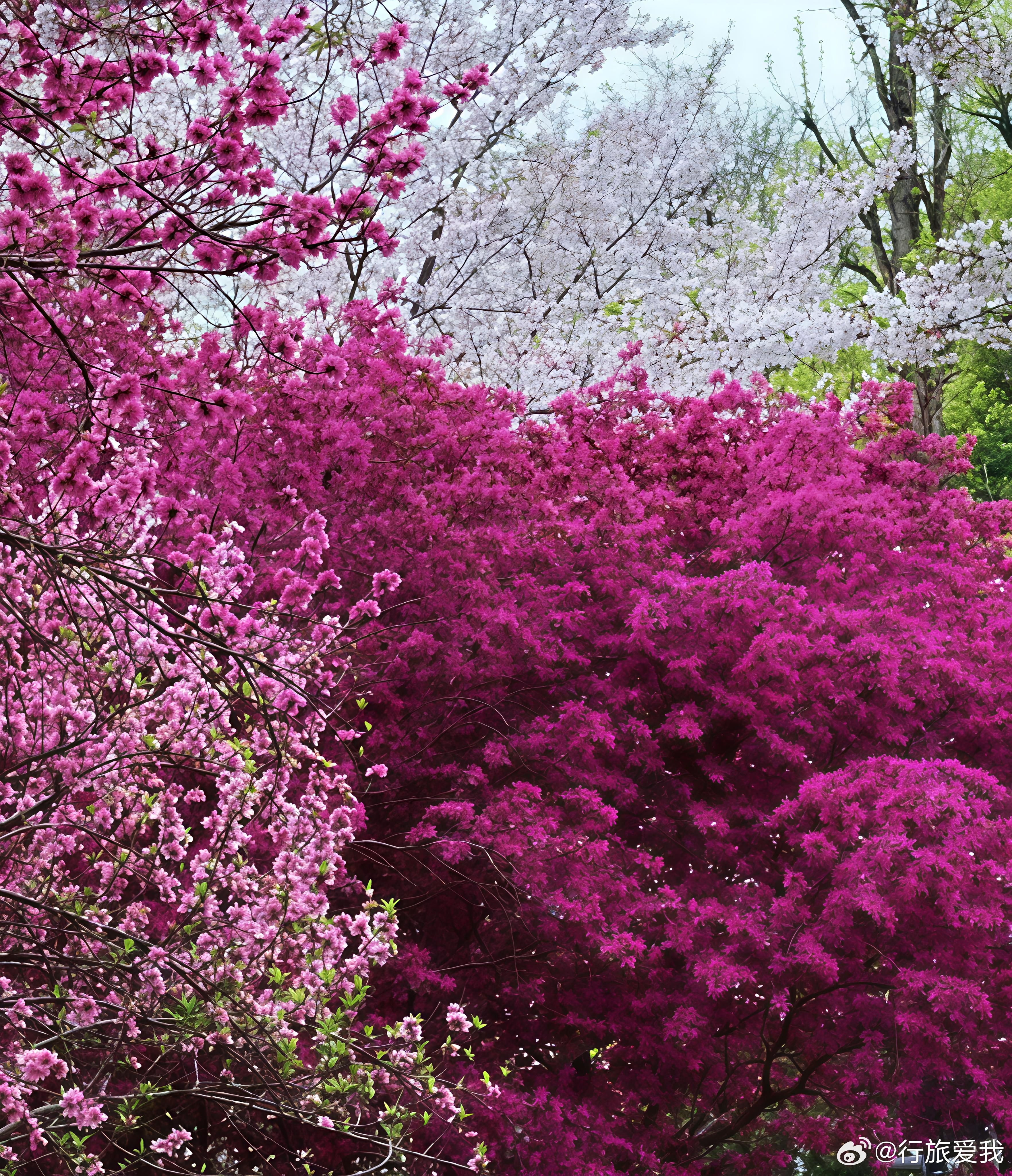 春到杭州，不必奔赴远郊，在市中心有个超美的“花花世界正悄然惊艳着整座城市。🏙