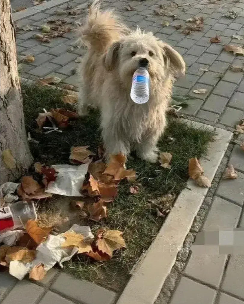 这只嘴里叼着矿泉水瓶子的狗狗是一只流浪狗，此刻它看到地上有个空的矿泉水瓶子，于是