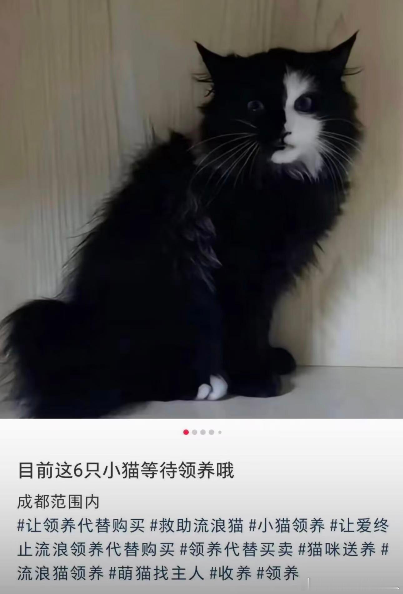 领养回去半夜看到不得吓死……