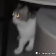49631【丑猫】猫猫惊天地泣鬼神的摄影大作