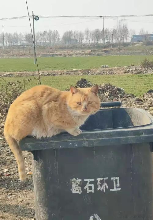 在路上看到一只流浪猫瘦瘦的在翻垃圾桶。我蹲下来叫它它犹豫了一下走过来了。我去便利店买了根火腿肠给它它