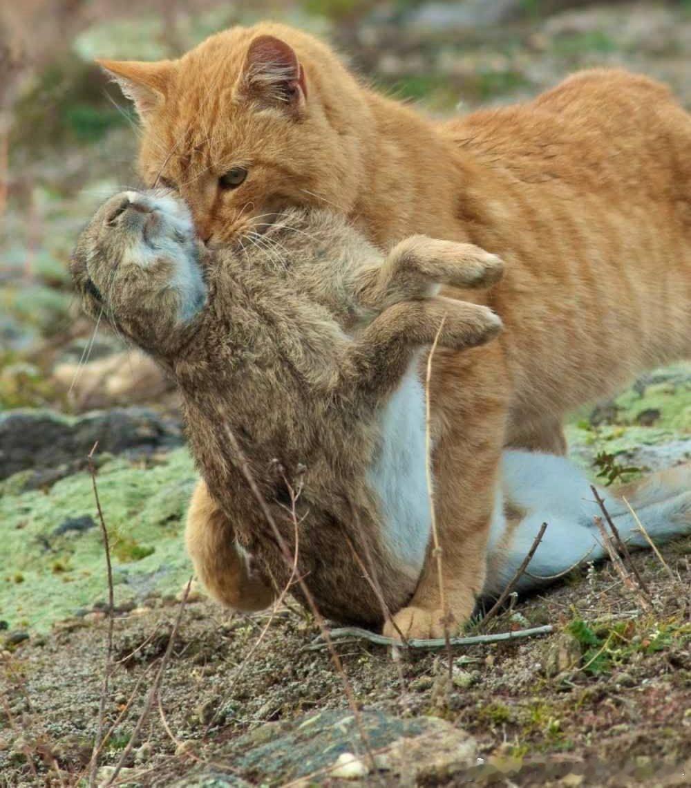 再大也是猫​​​