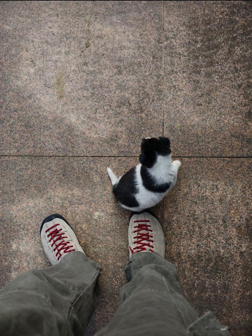 江苏无锡，张先生下班回家发现自己前几天捡到的小奶狗不见了。屋里屋外都找了一遍还是