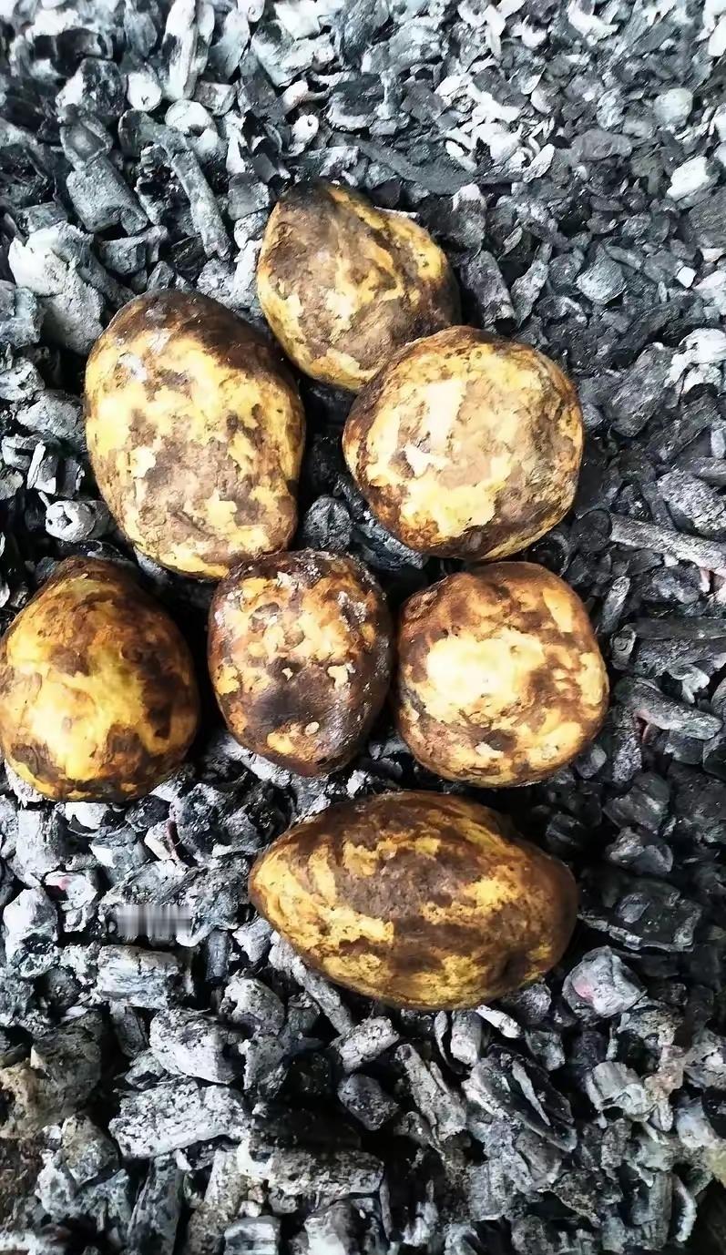 东北冬天的快乐，一半藏在暖气里，另一半全靠炉灰里的烤土豆撑着！外面北风刮得