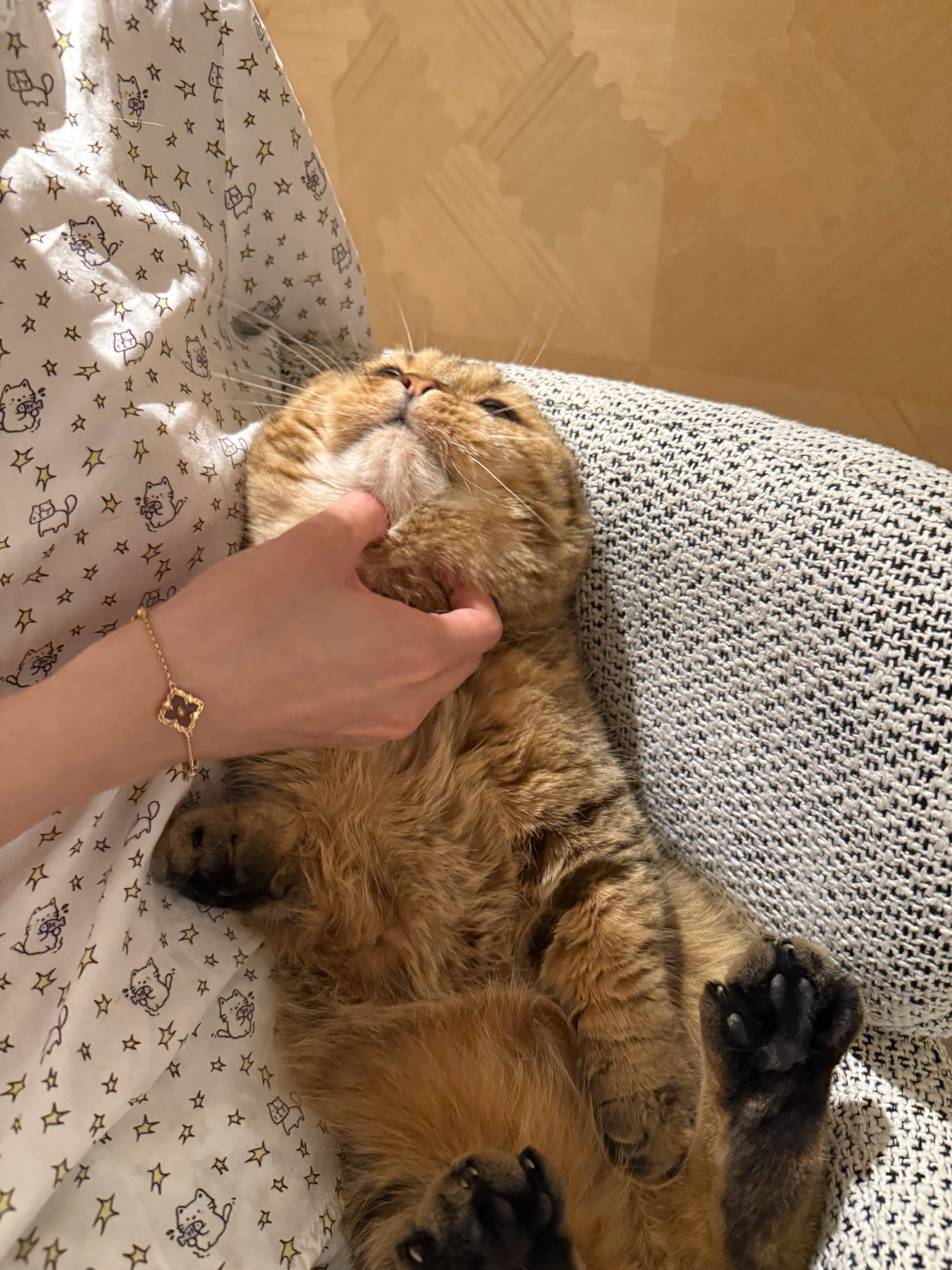 狗狗是我们家最受欢迎的小猫咪标准版大脸盘子猫粘人随叫随到