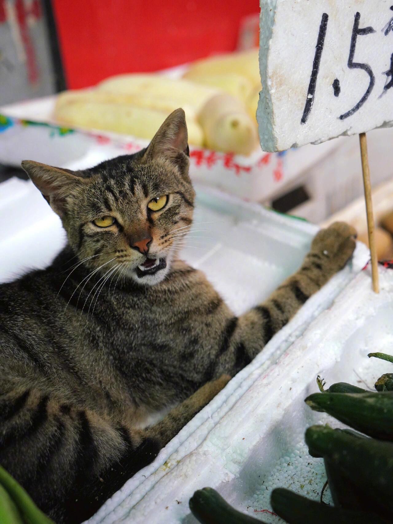 生活不易猫猫卖菜​​​