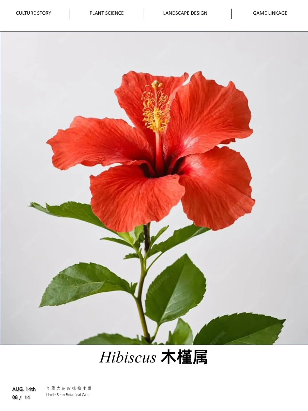 不好吃的可吃植物，木槿怎么有这么多名字~