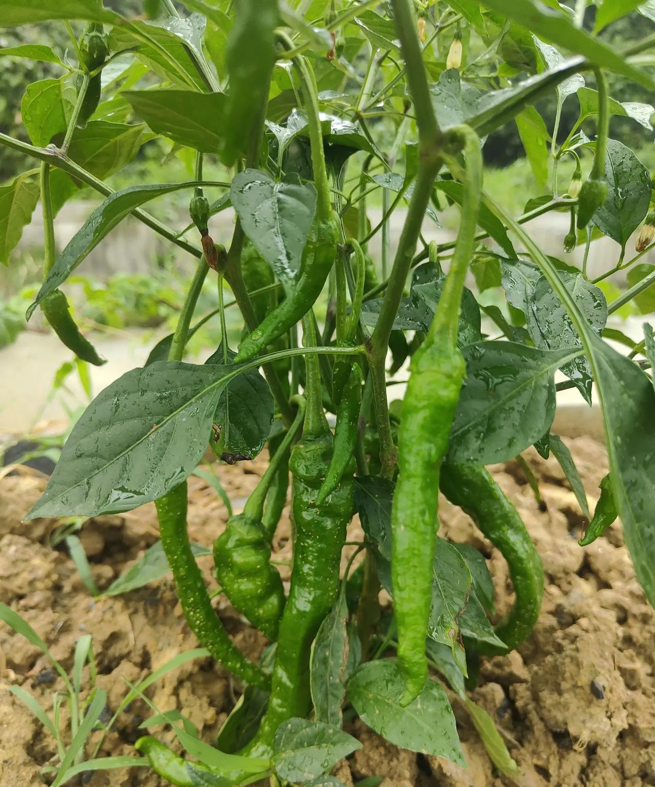#夏日生活打卡季#辣椒树都还没长大，可还是结满了辣椒。下图是我们今年种的辣椒，奇